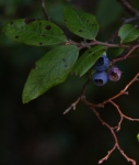 you should see an image here