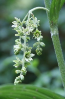 you should see an image here