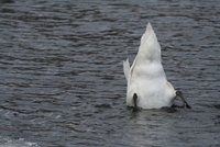 swan