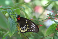 butterfly world