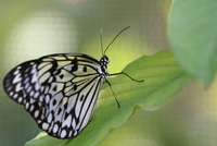 butterfly world