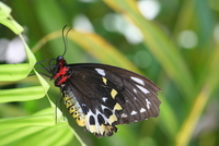 butterfly world