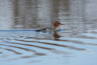merganser