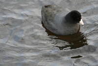 coot