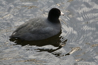 coot