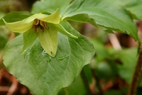 trillium