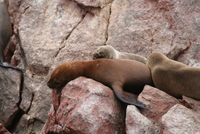 paracas 