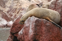 paracas 