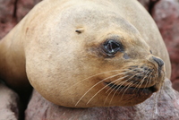 paracas