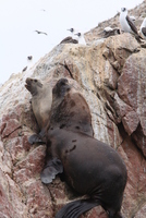 paracas