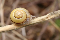 snail