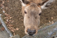 Sibiu zoo