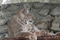 Sibiu zoo 
