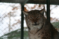 Sibiu zoo