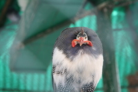 Sibiu zoo