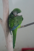 Sibiu zoo