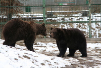 Sibiu zoo 