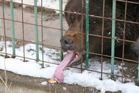 Sibiu zoo 